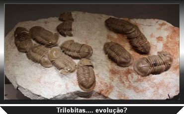 3-trilobitas-evolucao